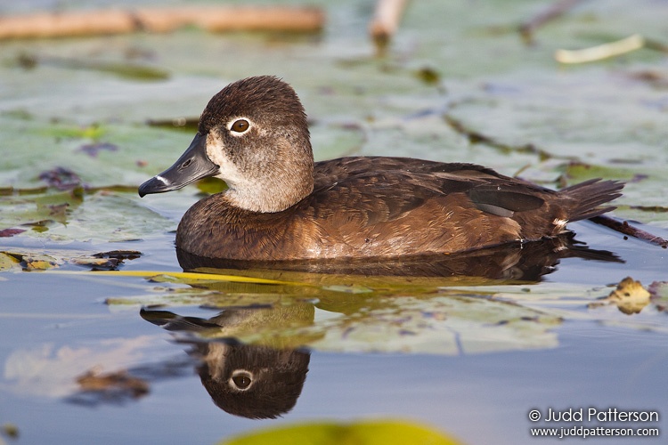 Ring-necked Duck, Viera Wetlands, Florida, United States