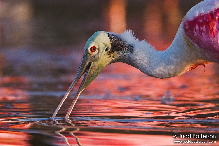 Roseate Spoonbill, Everglades National Park, Monroe County, Florida, United States