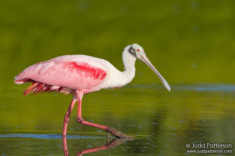 Roseate Spoonbill, Everglades National Park, Florida, United States