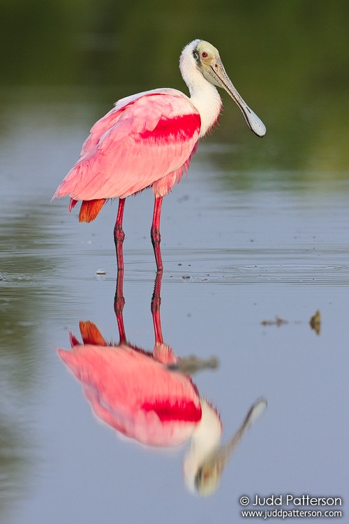 Roseate Spoonbill, Everglades National Park, Florida, United States