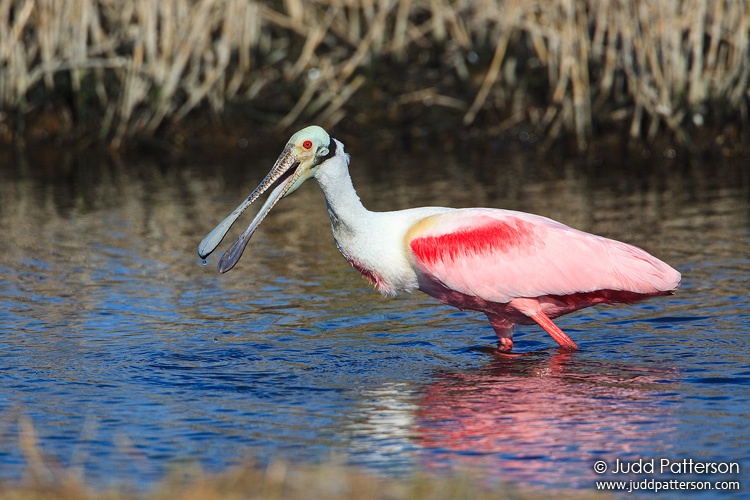 Roseate Spoonbill, Merritt Island National Wildlife Refuge, Florida, United States