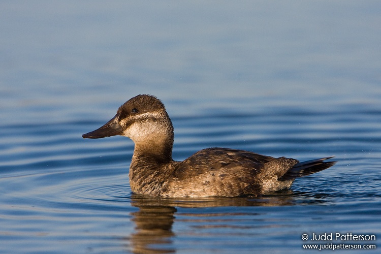 Ruddy Duck, Viera Wetlands, Florida, United States