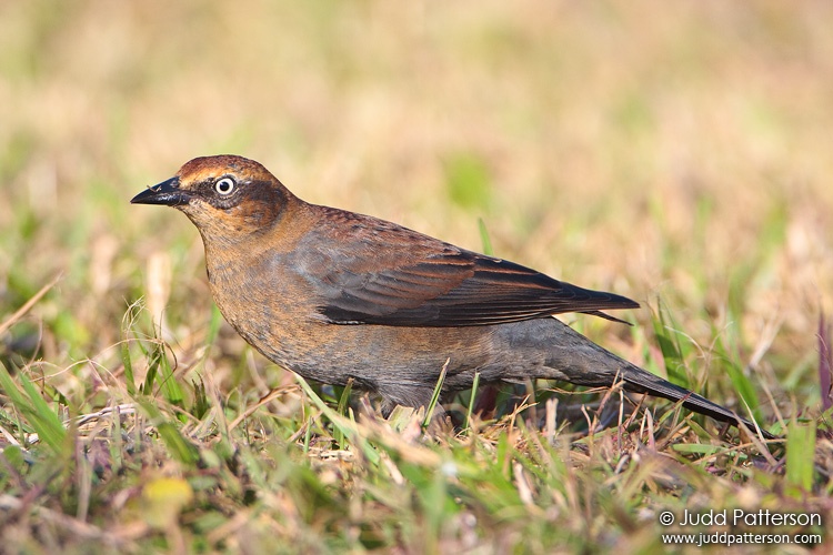 Rusty Blackbird, Everglades National Park, Florida, United States