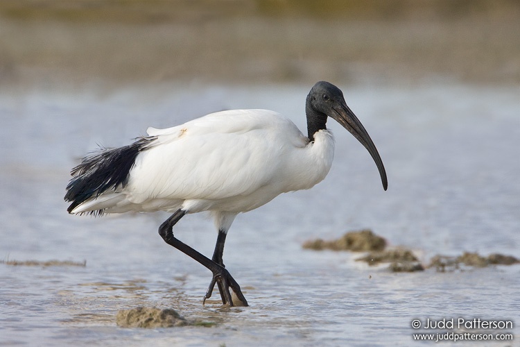 Sacred Ibis, Cutler Wetlands, Miami, Florida, United States