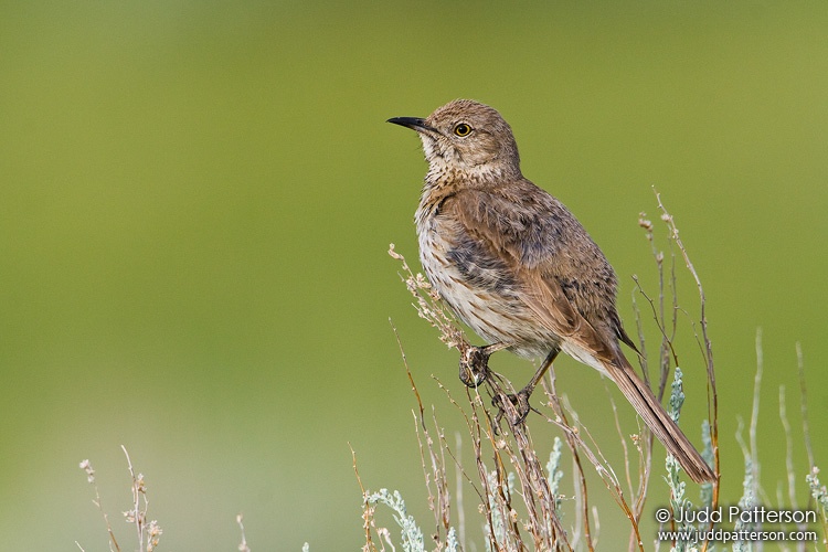 Sage Thrasher, Yellowstone National Park, Wyoming, United States