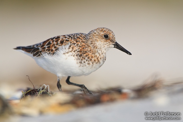 Sanderling, Sanibel, Florida, United States