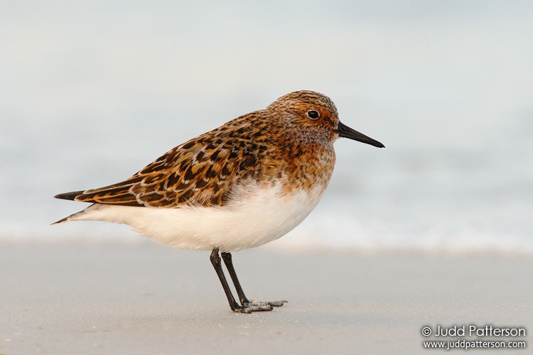 Sanderling, Fort De Soto Park, Florida, United States