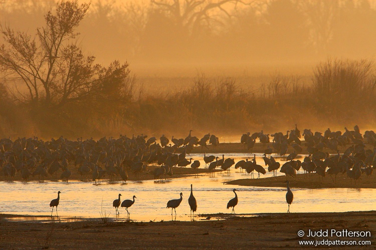 Sandhill Crane, Platte River, Nebraska, United States