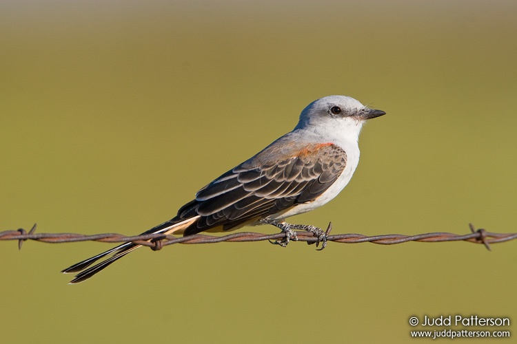 Scissor-tailed Flycatcher, Saline County, Kansas, United States