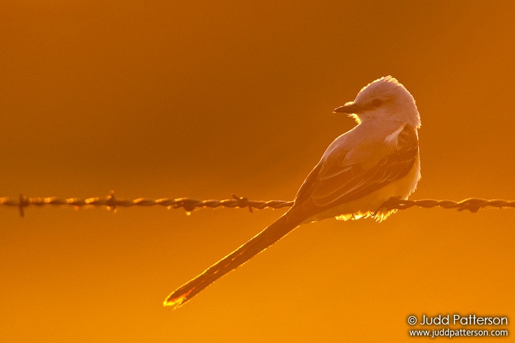 Scissor-tailed Flycatcher, Pottawatomie County, Kansas, United States