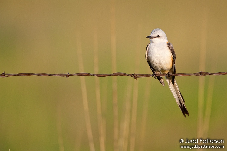 Scissor-tailed Flycatcher, Saline County, Kansas, United States