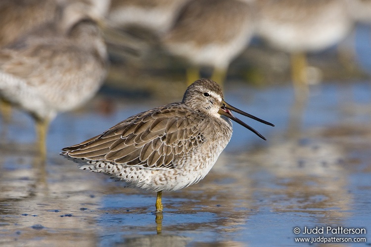 Short-billed Dowitcher, Fort De Soto Park, Florida, United States