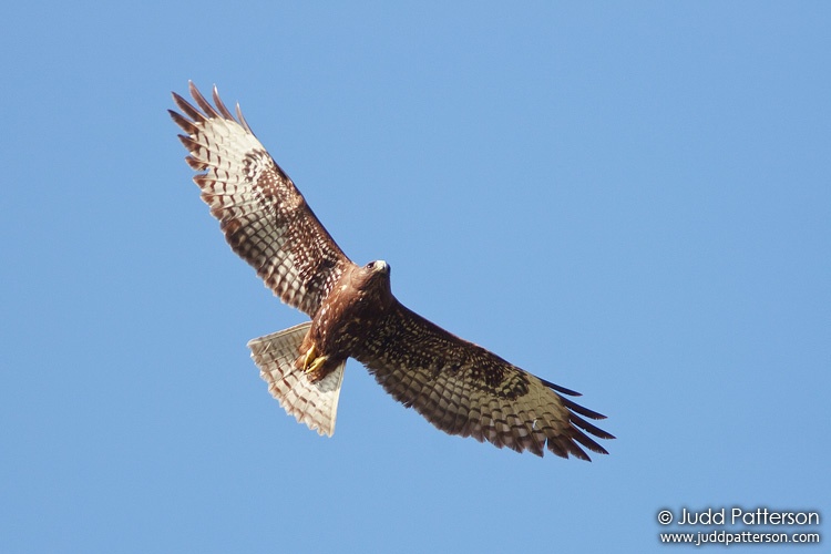 Short-tailed Hawk, Everglades National Park, Florida, United States