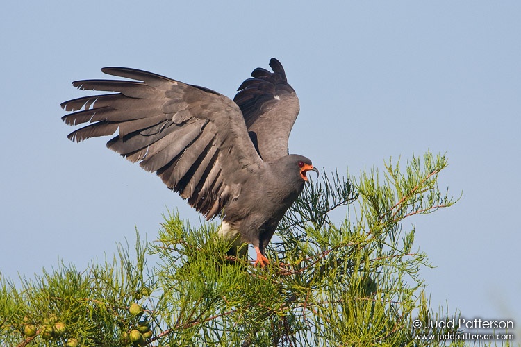 Snail Kite, Loxahatchee National Wildlife Refuge, Florida, United States