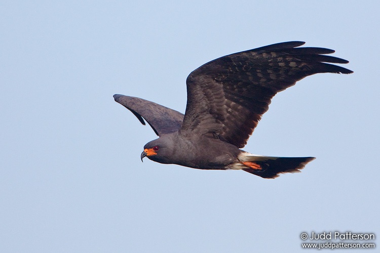 Snail Kite, Loxahatchee National Wildlife Refuge, Florida, United States