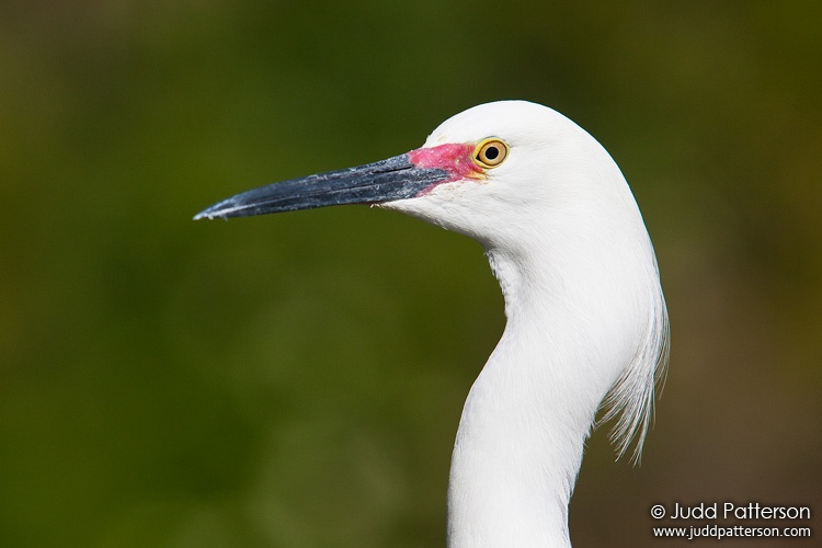 Snowy Egret, Gatorland, Orlando, Florida, United States