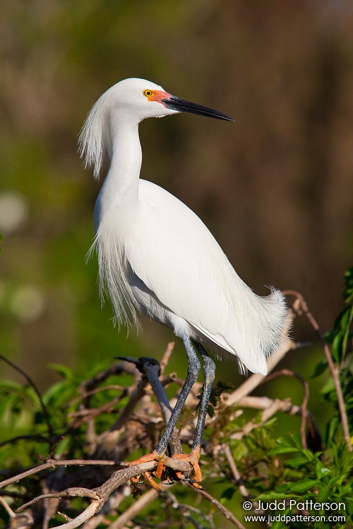 Snowy Egret, Gatorland, Orlando, Florida, United States