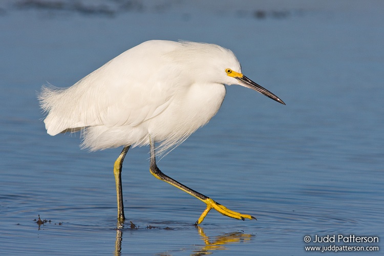 Snowy Egret, Little Estero Lagoon, Florida, United States