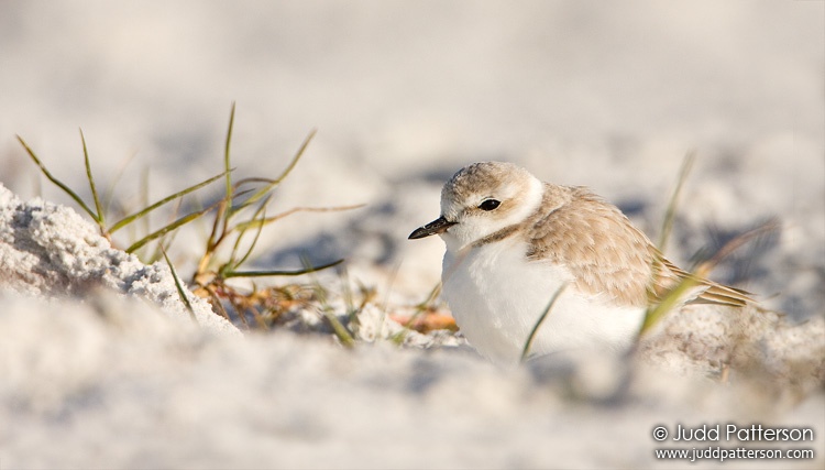 Snowy Plover, Little Estero Lagoon, Florida, United States