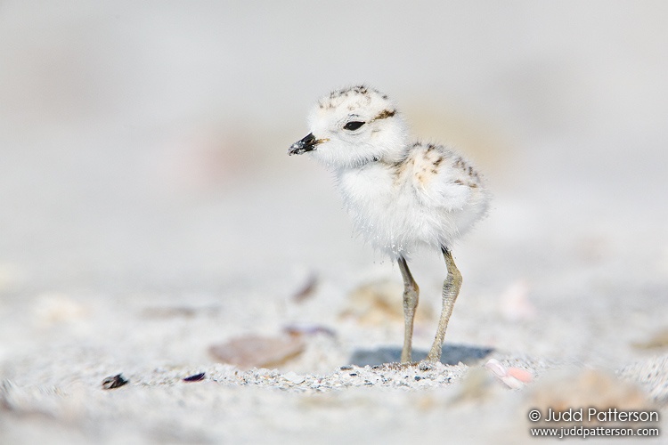 Snowy Plover, Sanibel Island, Florida, United States