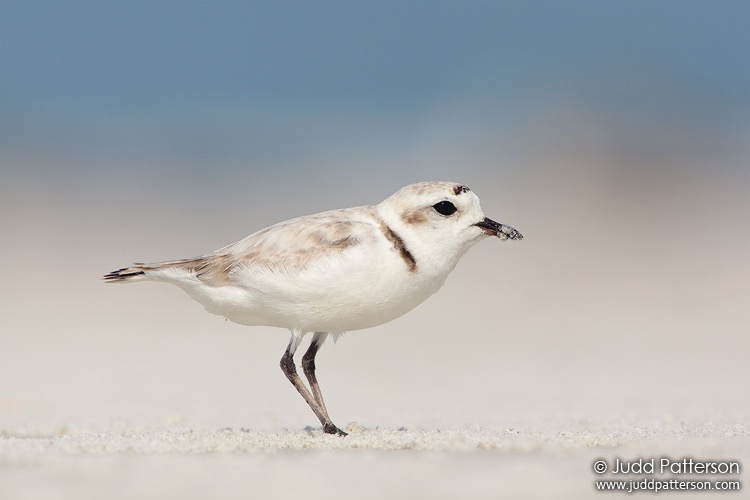 Snowy Plover, Little Estero Lagoon, Florida, United States