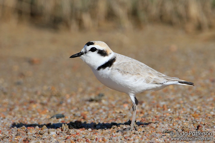 Snowy Plover, Quivira National Wildlife Refuge, Kansas, United States