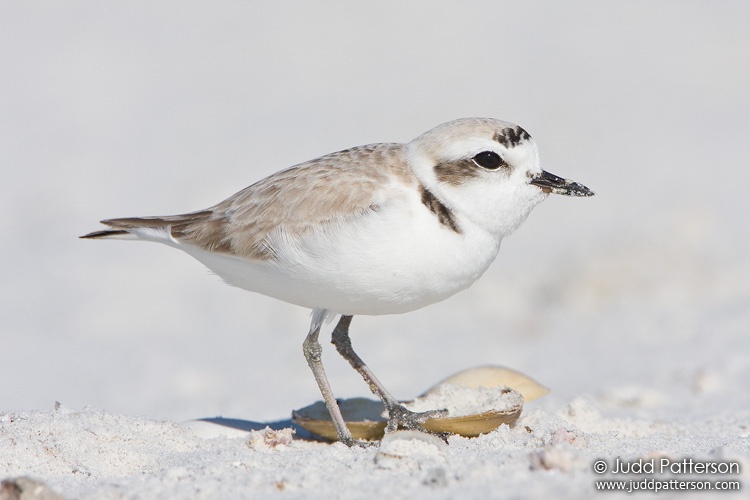 Snowy Plover, Little Estero Lagoon, Florida, United States