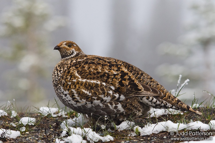 Sooty Grouse, Mount Rainier National Park, Washington, United States