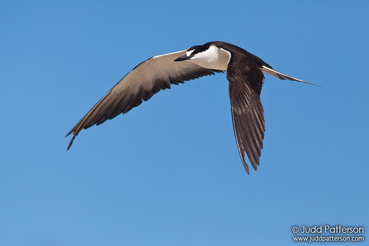 Sooty Tern, Dry Tortugas National Park, Florida, United States