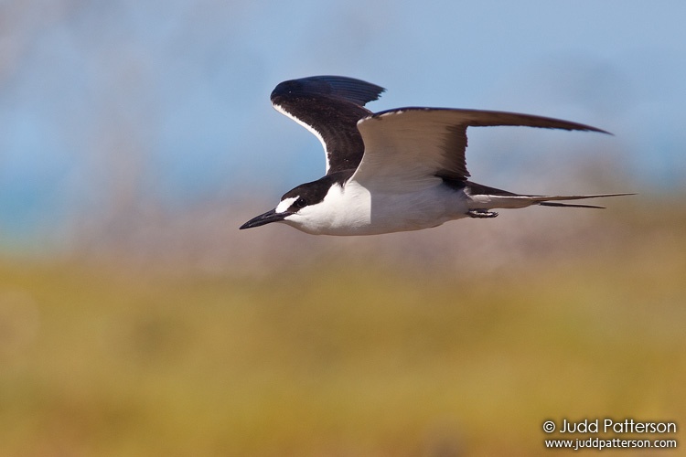 Sooty Tern, Dry Tortugas National Park, Florida, United States