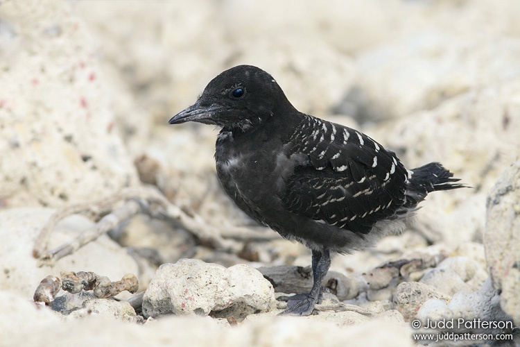 Sooty Tern, Dry Tortugas National Park, Florida, United States