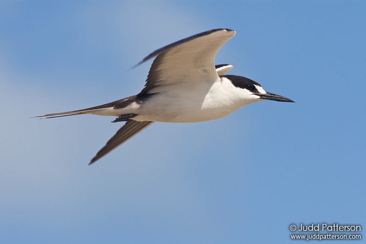 Sooty Tern, Dry Tortugas National Park, Florida, United States