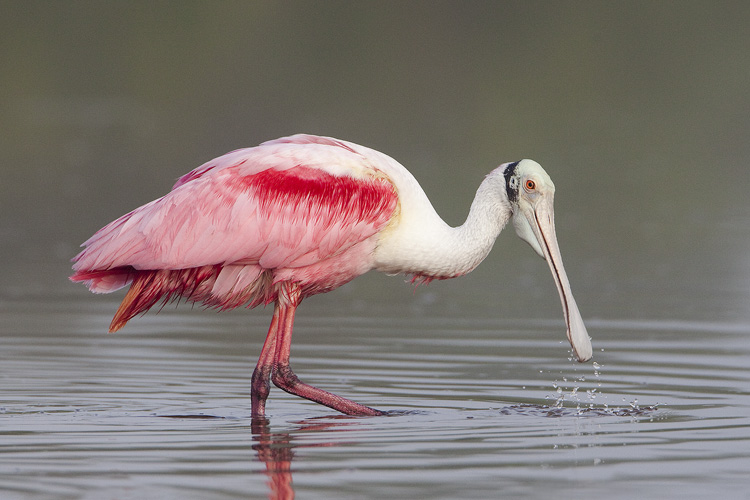 Roseate Spoonbill, Everglades National Park, Florida, United States