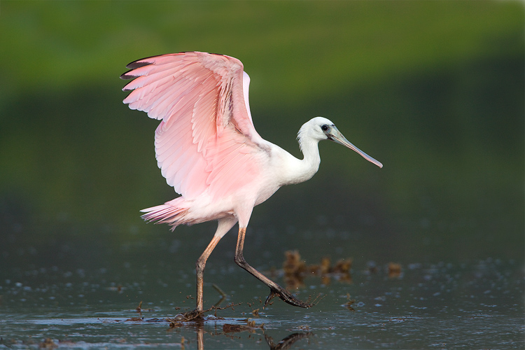 Roseate Spoonbill, Everglades National Park, Florida, United States