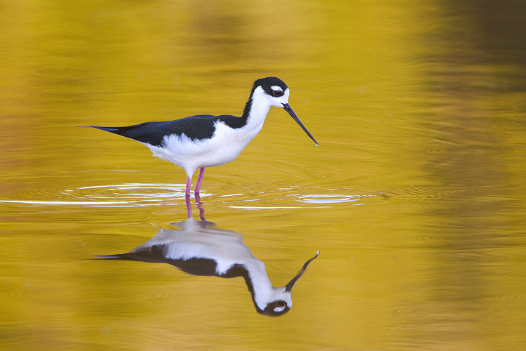 Black-necked Stilt, Everglades National Park, Florida, United States