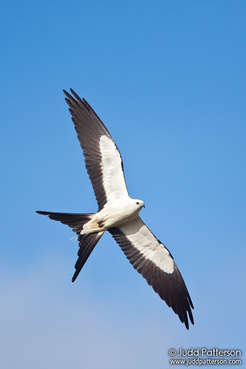 Swallow-tailed Kite, Everglades National Park, Florida, United States