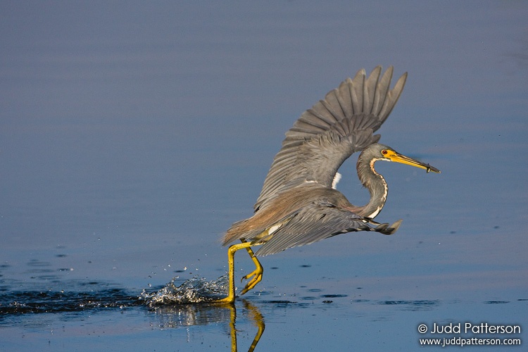 Tricolored Heron, Everglades National Park, Florida, United States