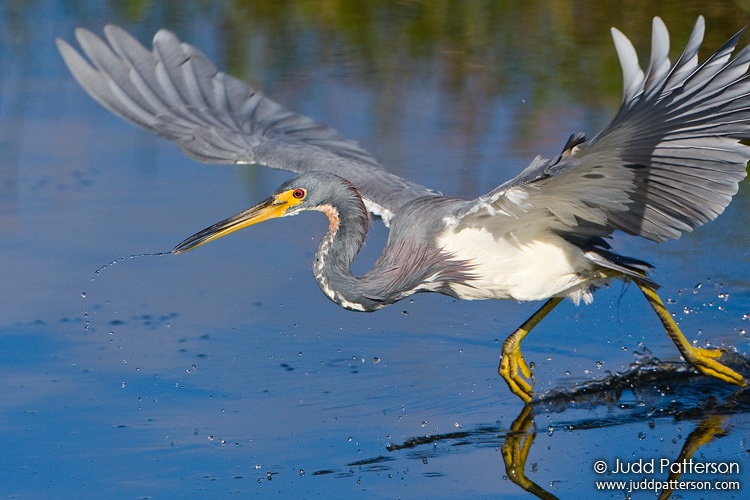 Tricolored Heron, Everglades National Park, Florida, United States