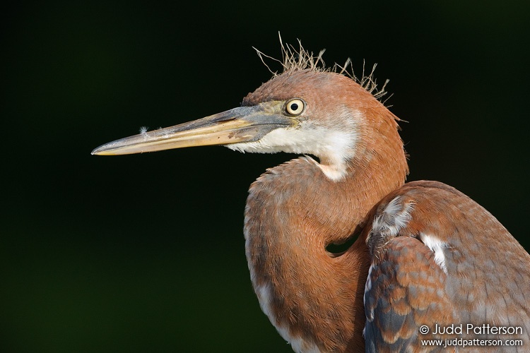 Tricolored Heron, Wakodahatchee Wetlands, Florida, United States