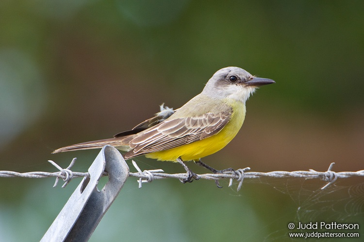 Tropical Kingbird, Dump Marsh, Miami, Florida, United States