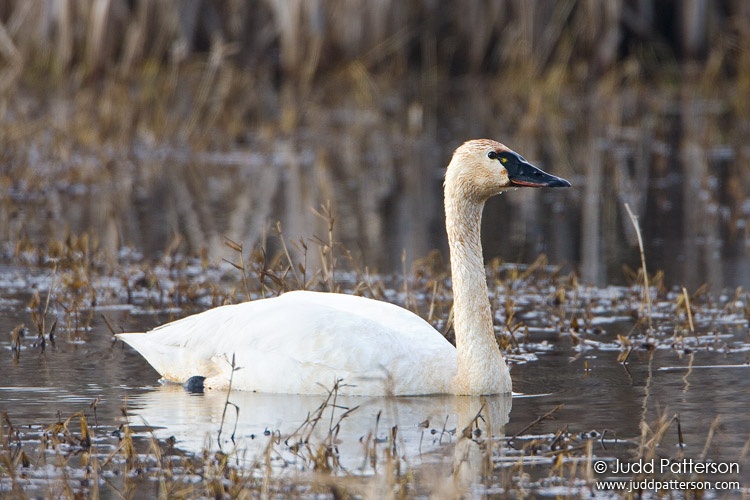 , Ridgefield National Wildlife Refuge, Washington, United States