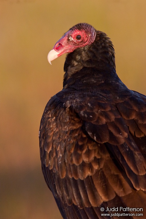 Turkey Vulture, Everglades National Park, Florida, United States