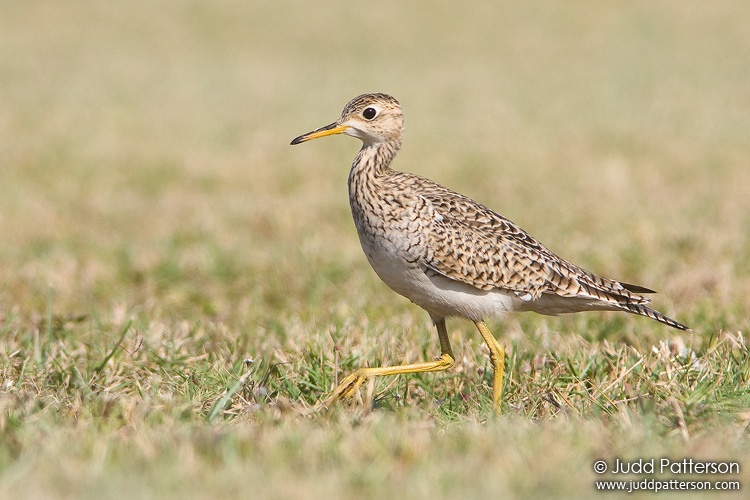 Upland Sandpiper, Dry Tortugas National Park, Florida, United States