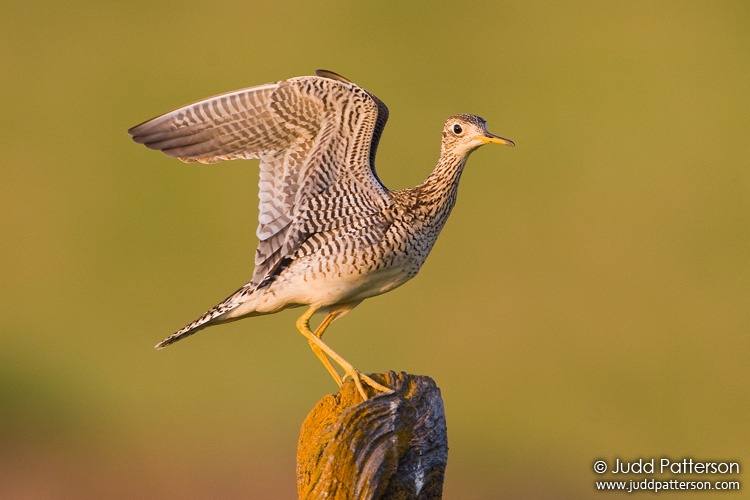 Upland Sandpiper, Saline County, Kansas, United States