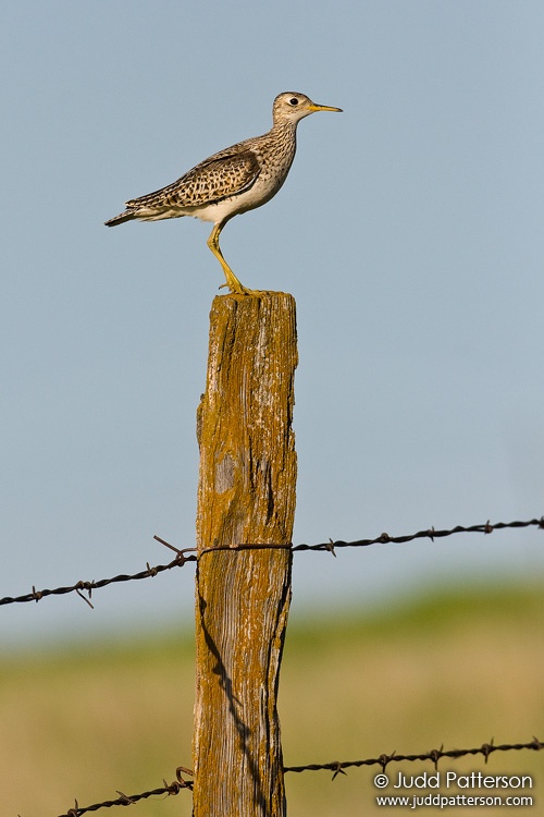 Upland Sandpiper, Saline County, Kansas, United States