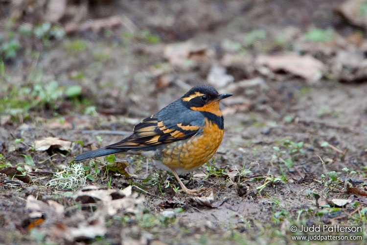 Varied Thrush, Columbia River Gorge, Oregon, United States