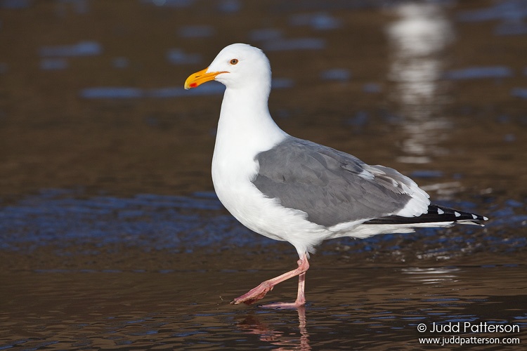 Western Gull, Ecola State Park, Oregon, United States