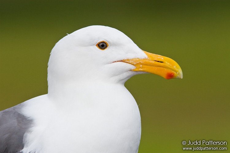 Western Gull, Ecola State Park, Oregon, United States