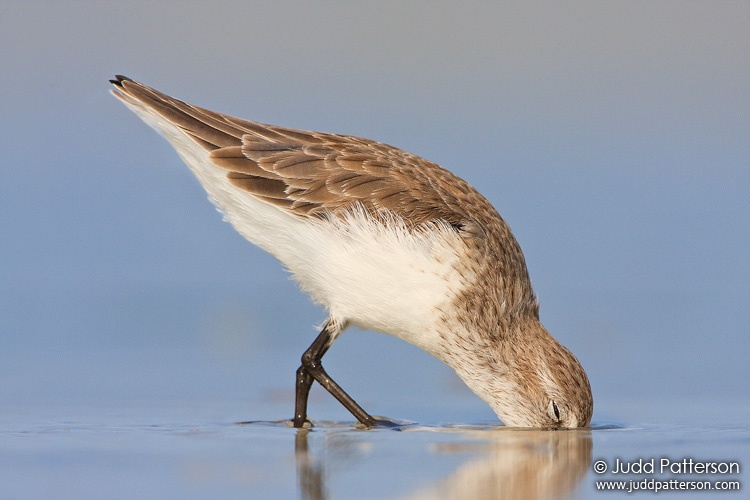 Western Sandpiper, Fort De Soto Park, Florida, United States