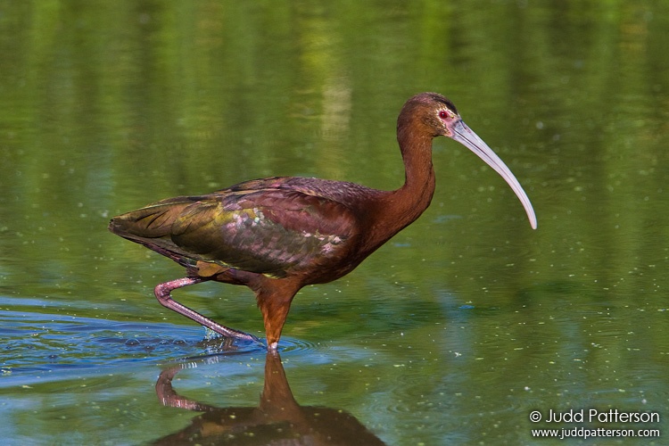 White-faced Ibis, Farmington Bay WMA, Utah, United States